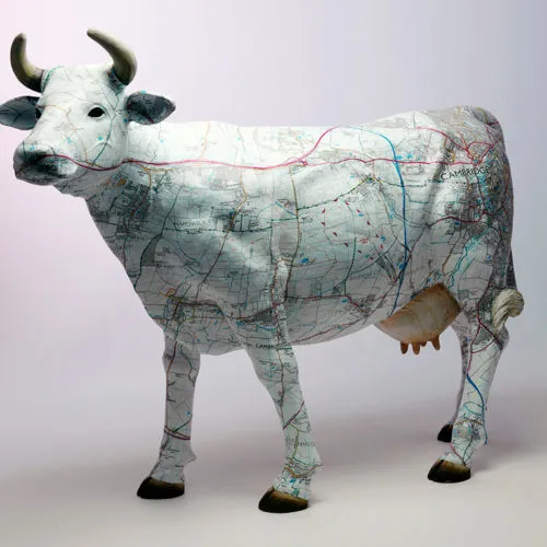 Weslet West Cow printed with OS map