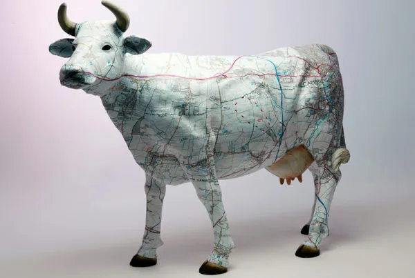 Weslet West Cow printed with OS map